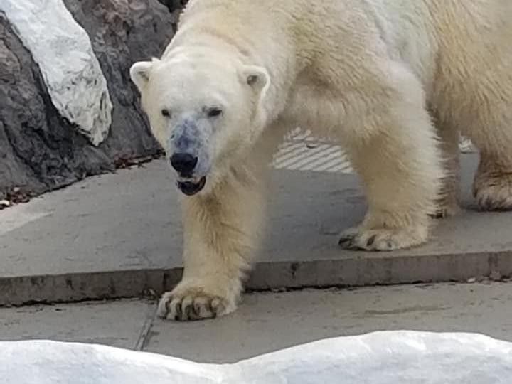 Polar bear at Ueno Zoo