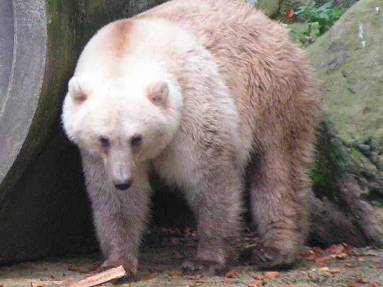 polar bear-grizzly bear hybrid