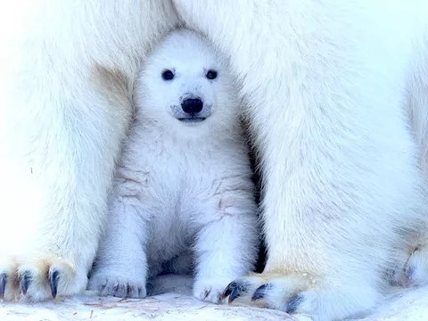 15 Arctic Animals That Love the Snow | Always Pets