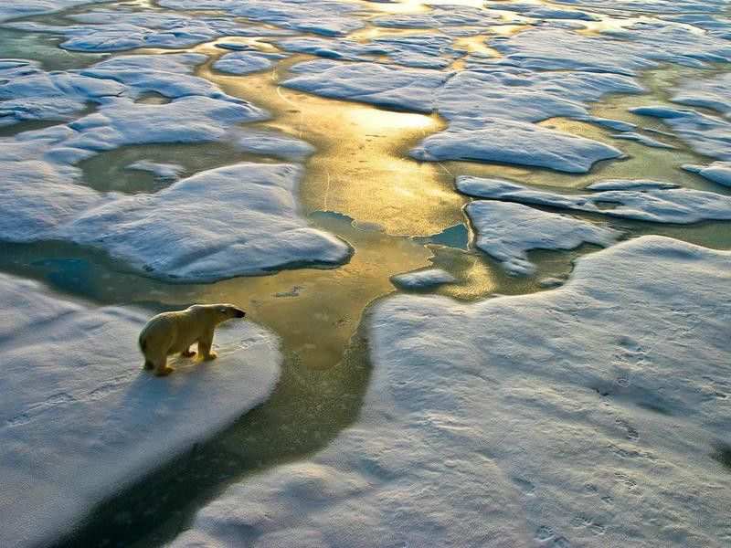 Polar bear on ice close to golden glittering water