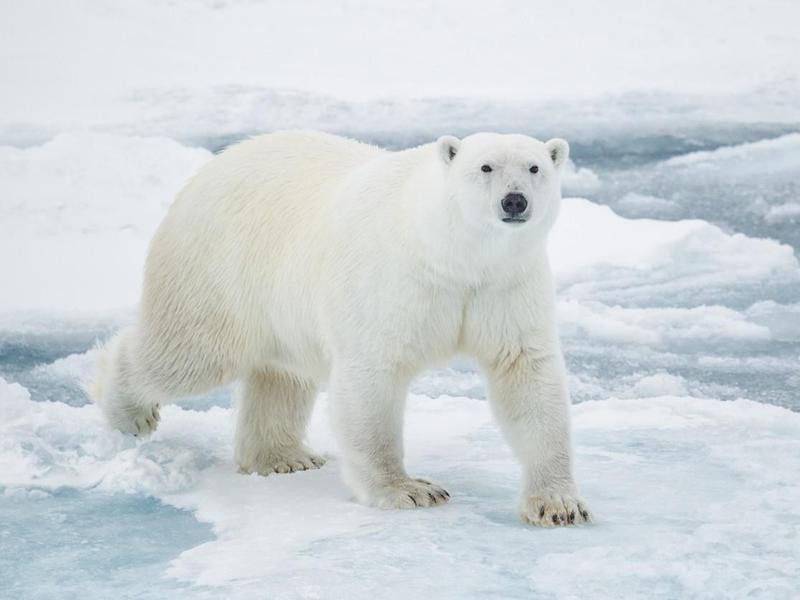 Polar Bear on Pack Ice
