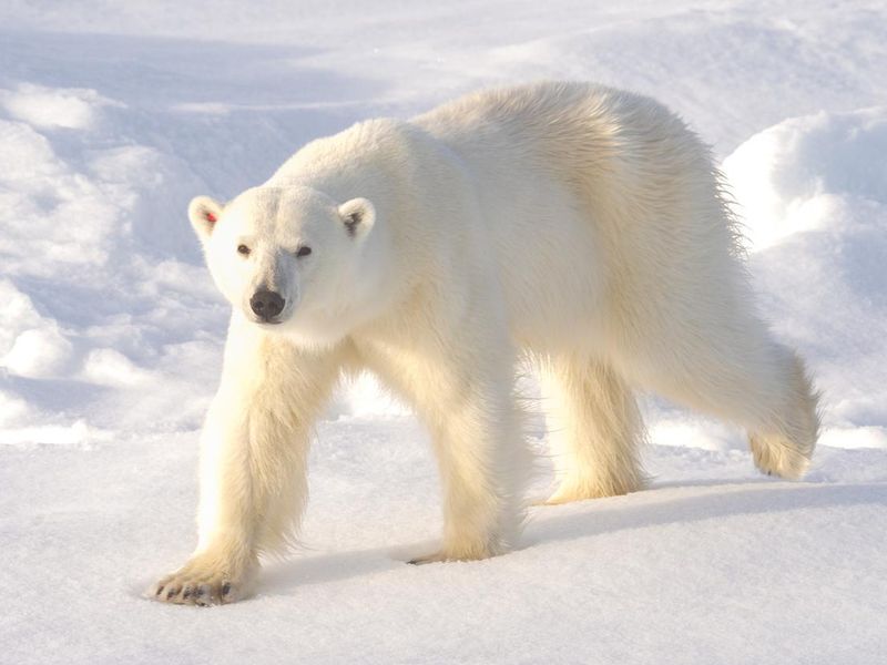 Polar Bear on the ice in Svalbard Norway