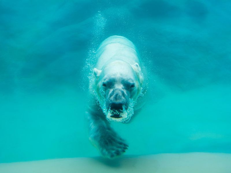 Polar bear swimming at the North Carolina Zoo
