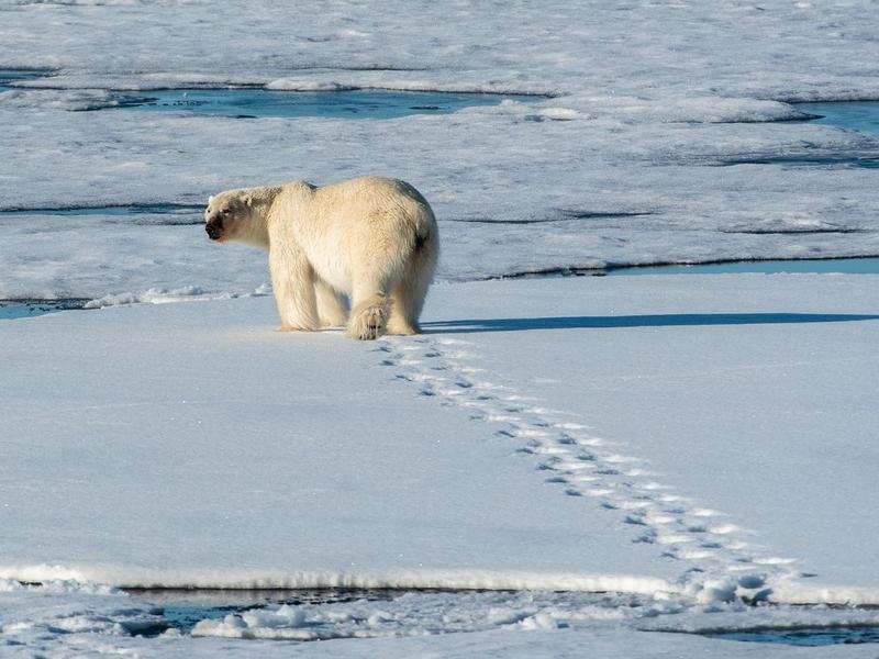 Polar Bear walking away with footprints in snow