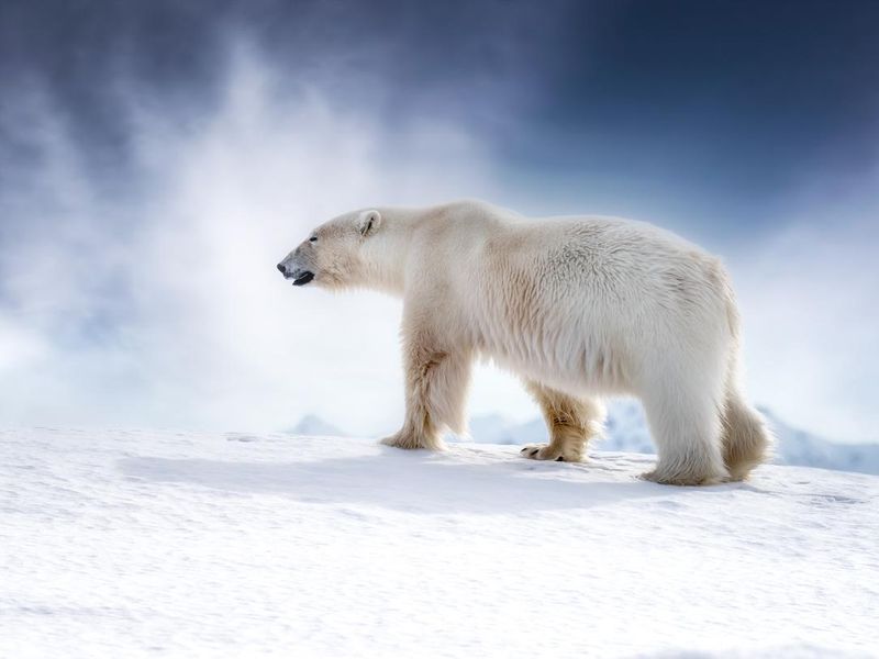 Polar Bear walking in the snow