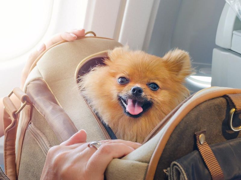 Pomaranian spitz dog in a travel bag on a plane