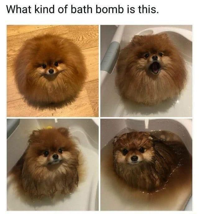 Pomeranian bath bomb