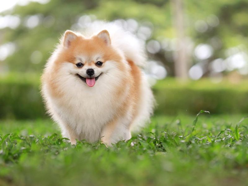 pomeranian dog in a park