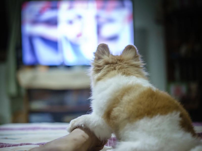 Pomeranian dog watching TV