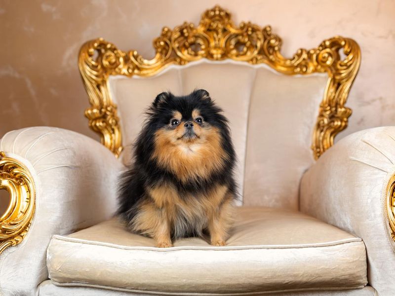 Pomeranian spitz dog of black sable color sitting on elegant golden armchair in vintage style
