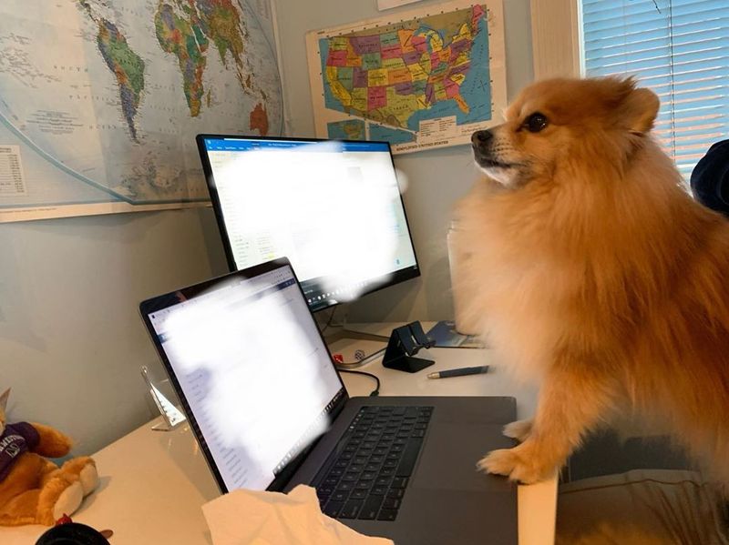 Pomeranian working from home