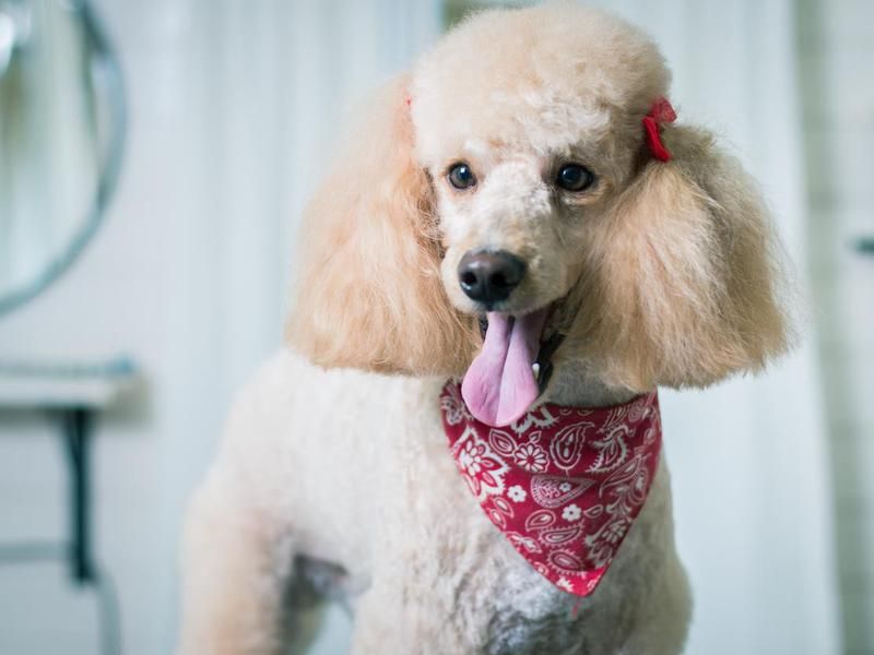Poodle pup with tongue out