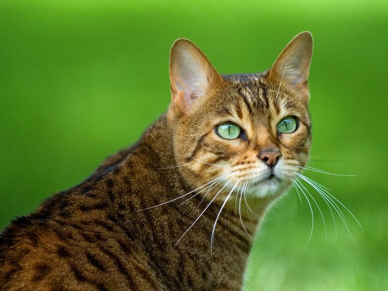Portrait of a Bengal cat with bright green eyes on grass