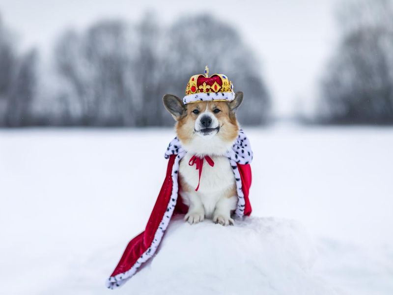 Portrait of a charming corgi dog in a royal crown and red mantle
