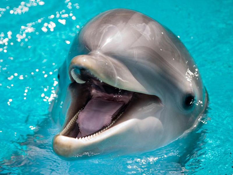 Portrait of a dolphin smiling at the camera