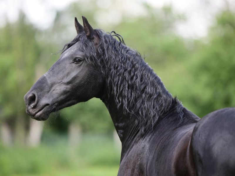 Portrait of a Friesian stallion