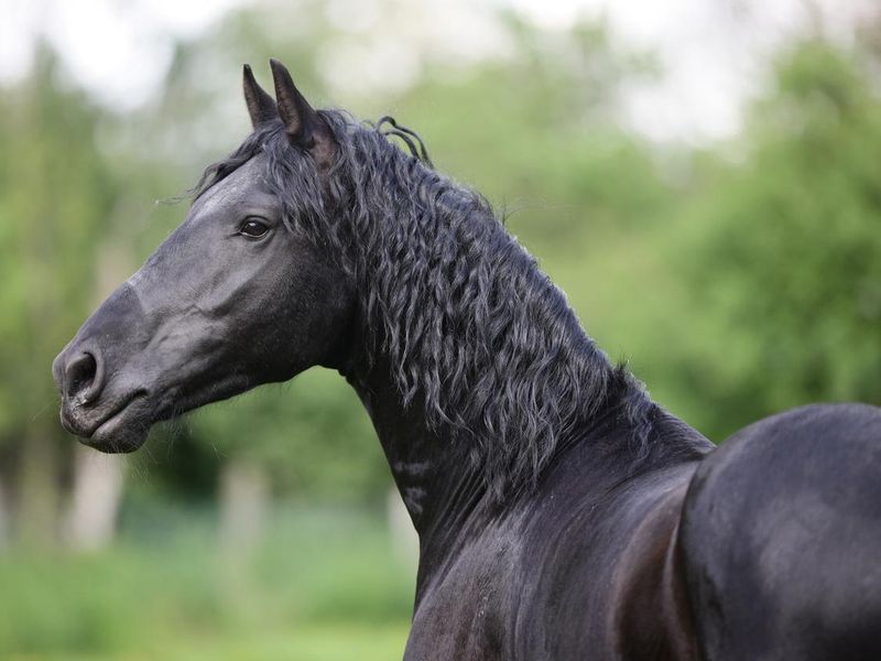 Portrait of a Friesian stallion