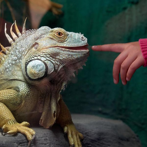Green and Red Iguanas Don't Make Good Pets — and Here's Why