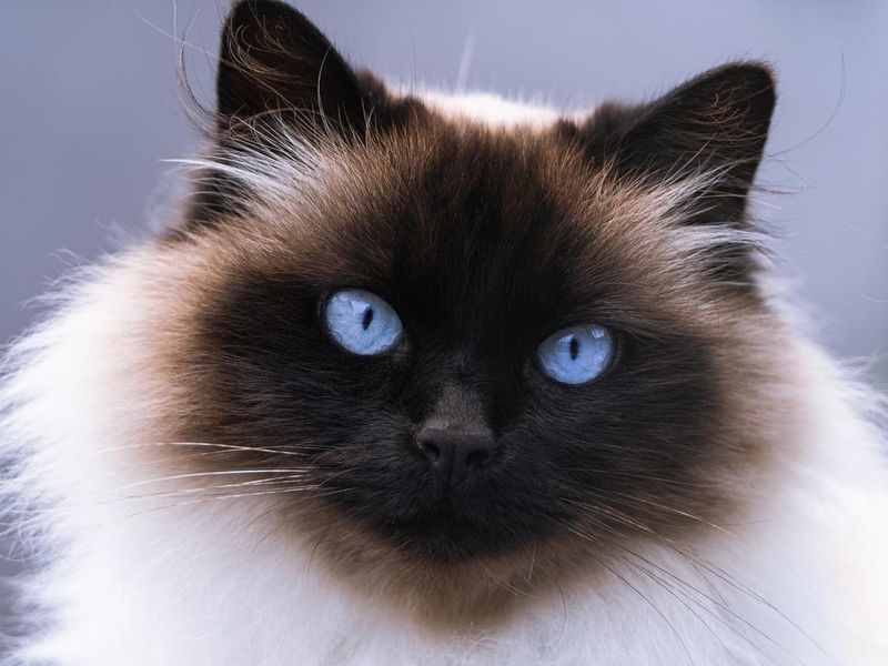 Portrait of a Himalayan Siamese Persian cat with blue eyes