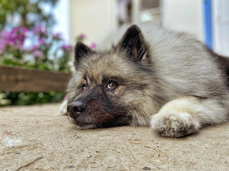 Portrait of a Keeshond dog breed.  fluffy dog