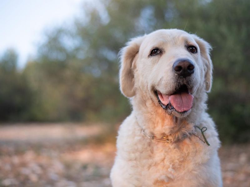 Portrait of a Kuvasz Dog