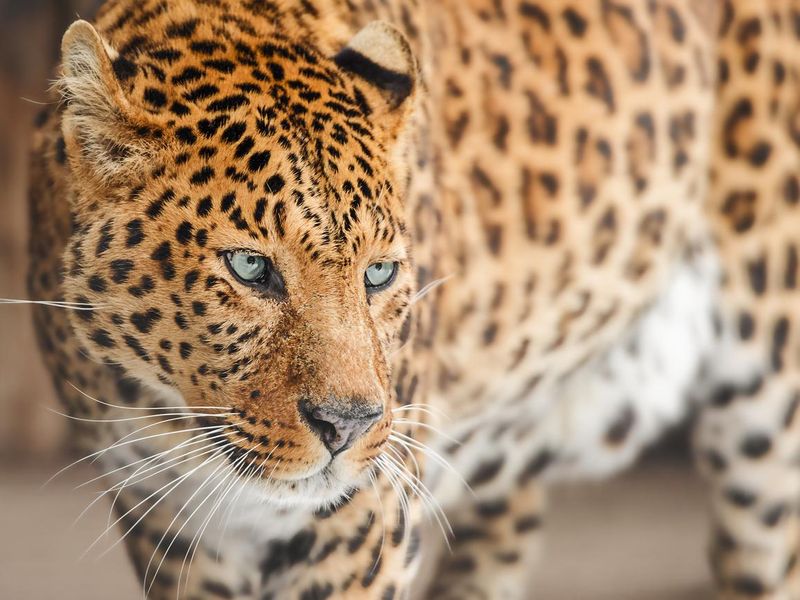 Portrait of a leopard with blue eyes