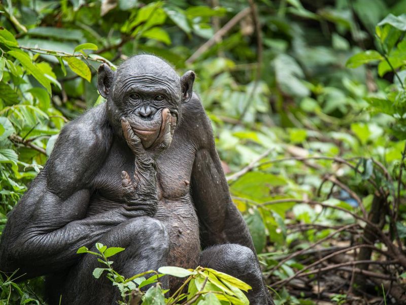 Portrait of an Adult Bonobo (Pan paniscus, Pygmy Chimpanzee)