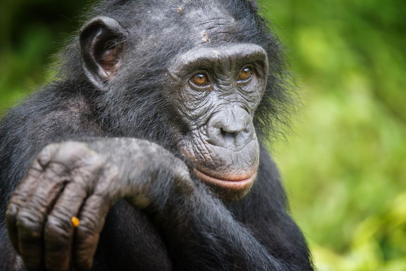 Portrait of an adult Bonobo