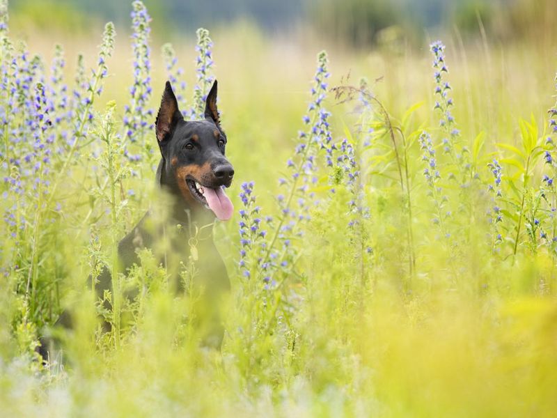 Portrait of dobermann dog sit in flowering meadow in summer morning