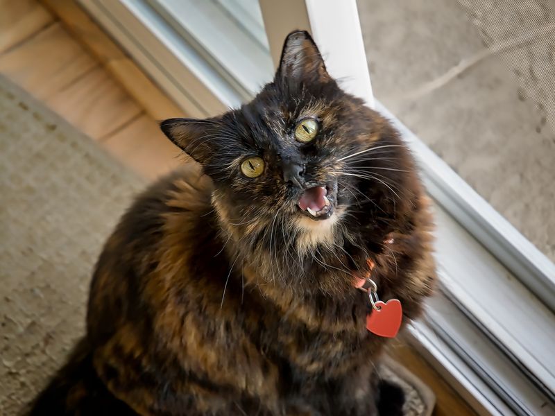 Portrait of female tricolor cat meowing