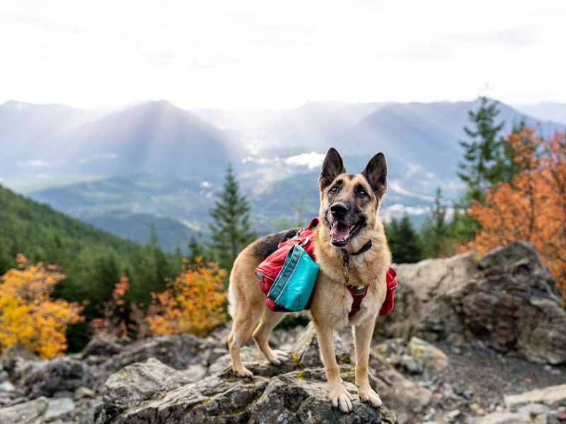 Portrait of German Shepherd on top of mountain in Washington