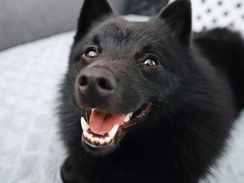 Portrait of happy Schipperke dog