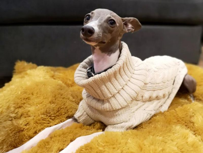 Portrait of Italian Greyhound puppy with the knitting sweater, blue colour sitting on the yellow pillow at cozy living room