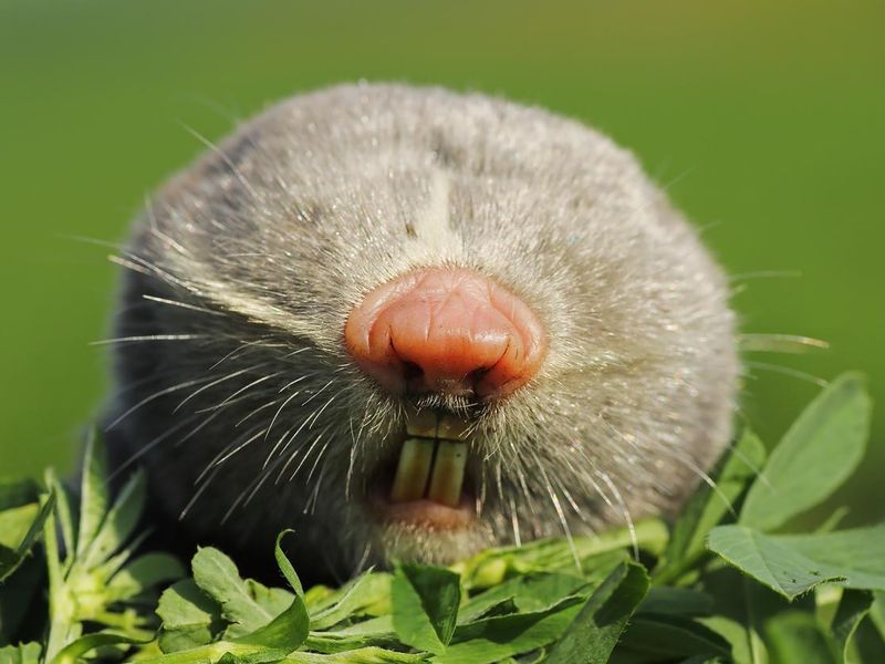 portrait of lesser mole rat