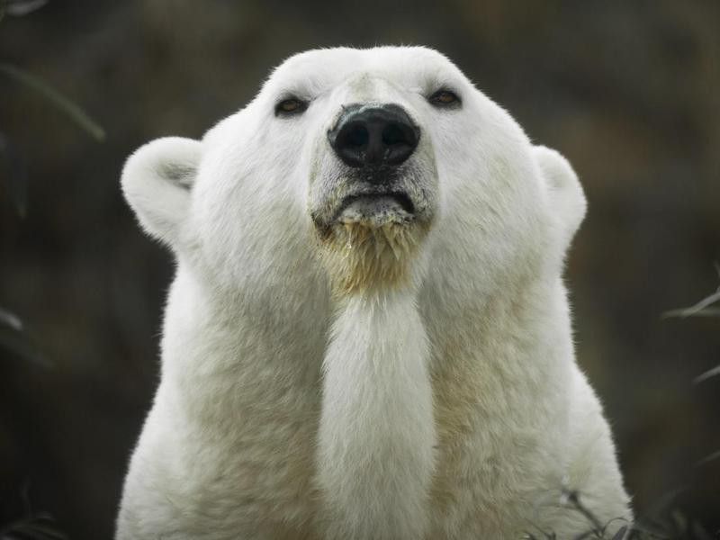 portrait of polar bear looking straight forward