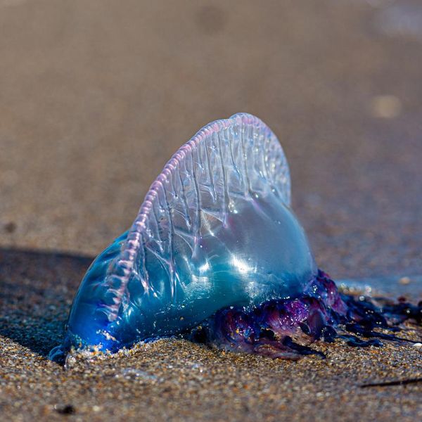 What Makes Portuguese Man O' War Stings So Scary