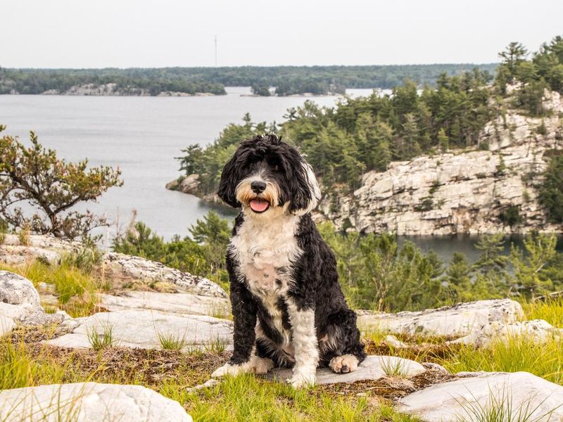 Portuguese water dog breed