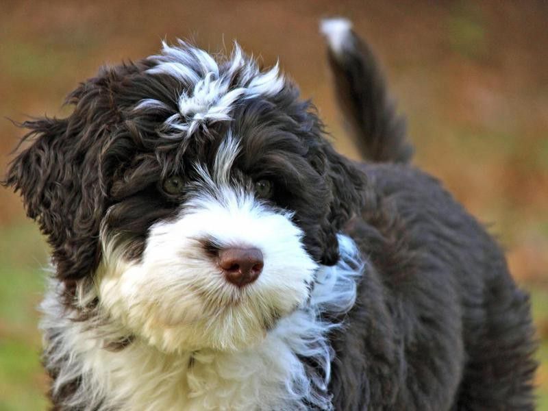 portuguese water dogs are hypoallergenic