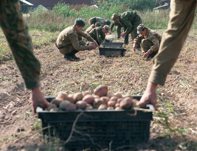 Potatoes in Russia