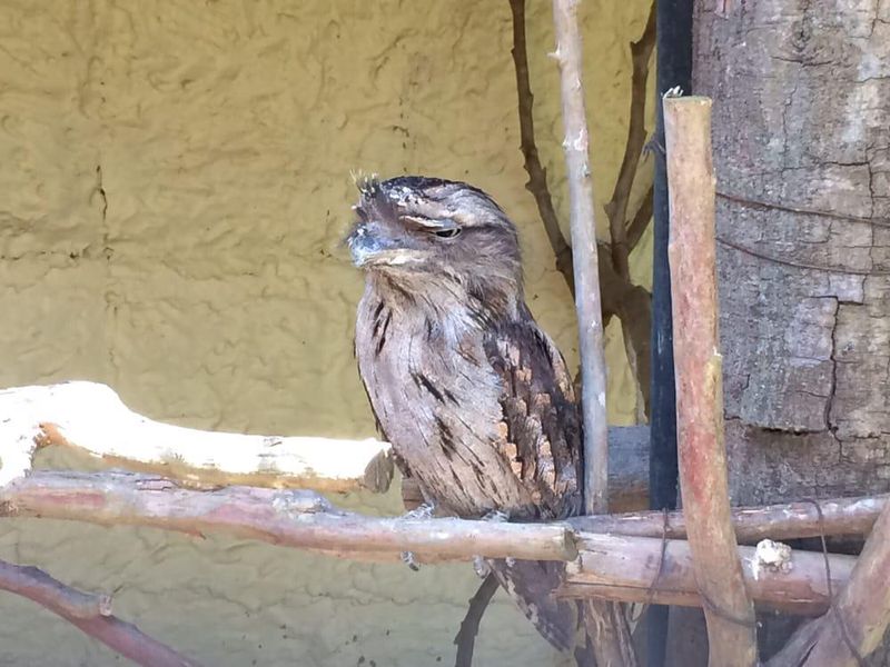 Potoo at the the Jackson Zoo
