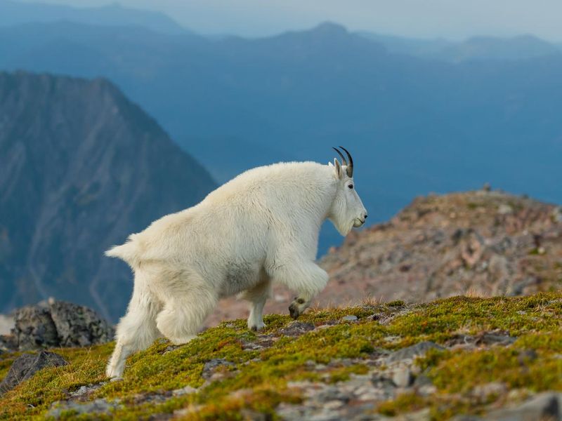 Profile of Mountain Goat in Mount Rainier national park