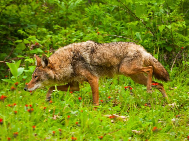 Prowling adult coyote