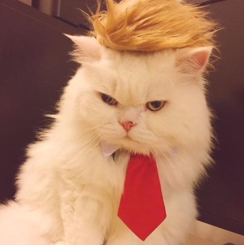 Prymal Comfort  Roll over image to zoom in     Trump Cat/Dog Costume
