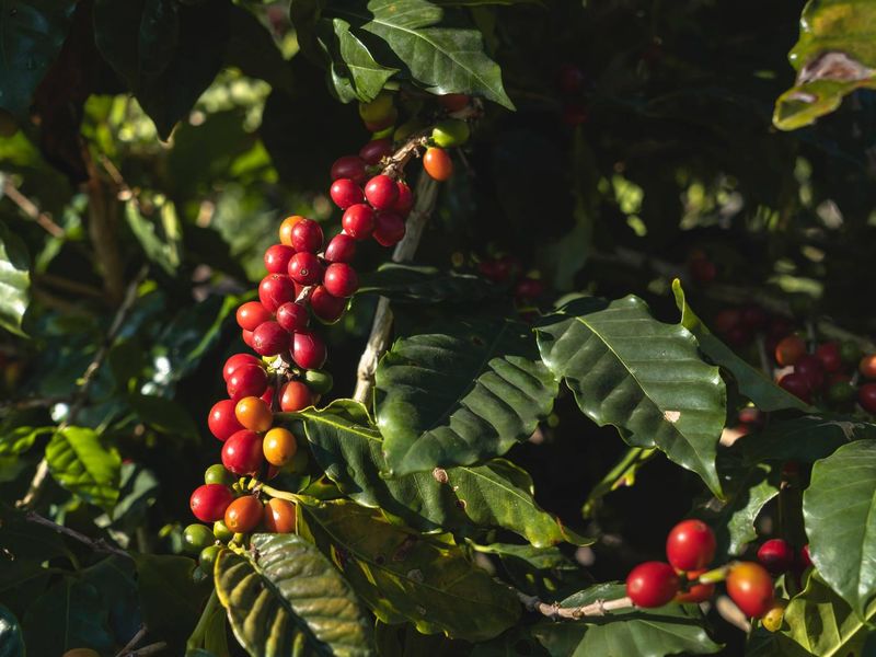 Puerto Rican coffee plant