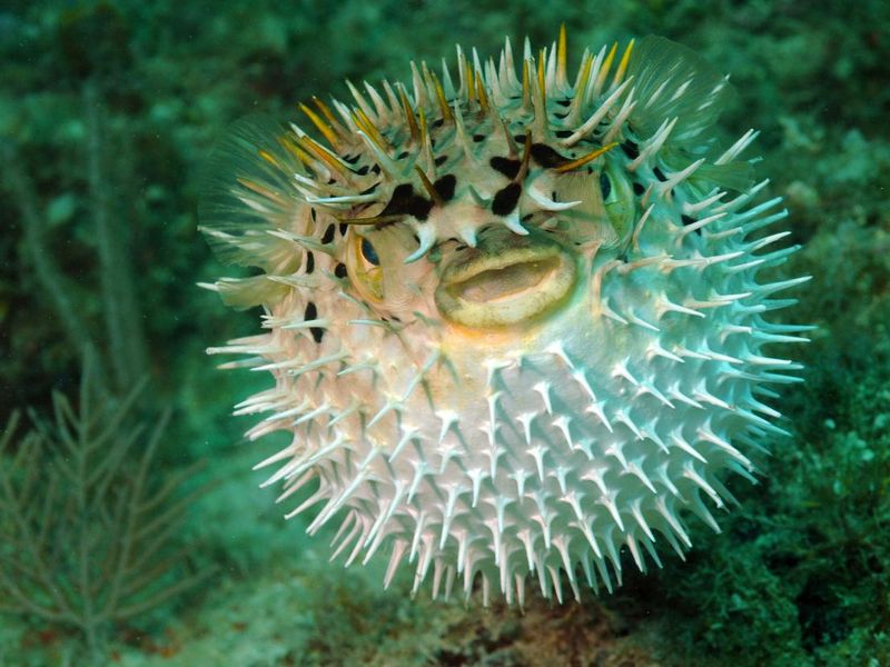 Puffed up blowfish swimming underwater in the ocean