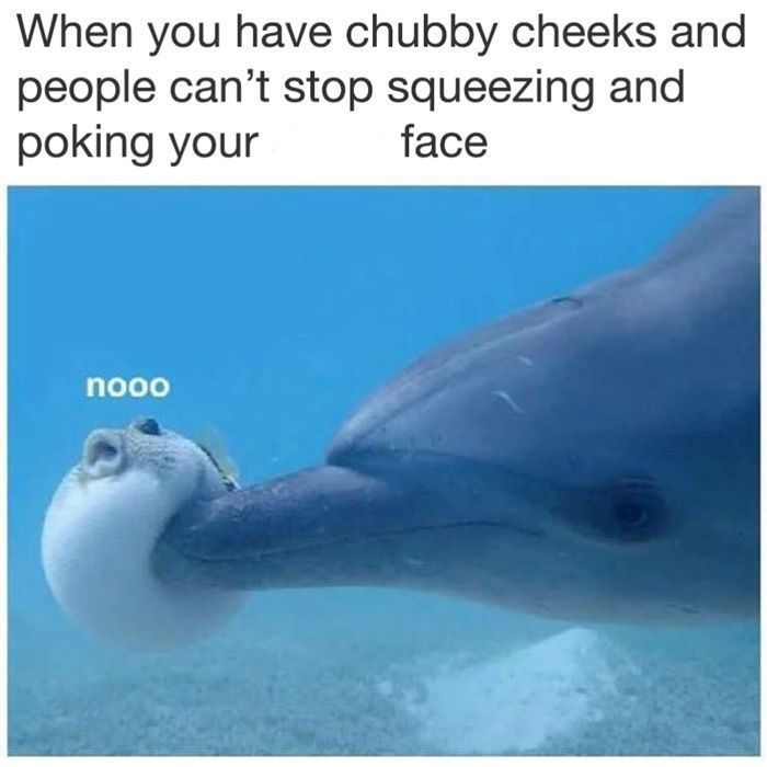 Puffer fish and dolphin meme