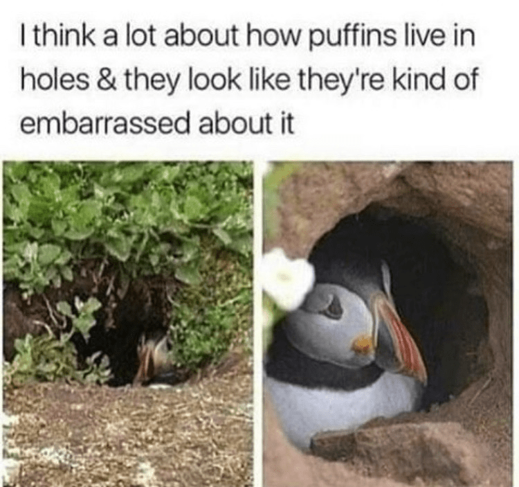 Puffins look embarrassed