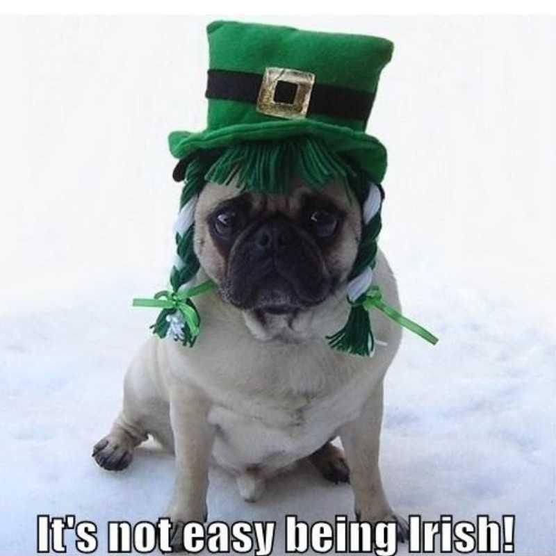 Pug being Irish meme