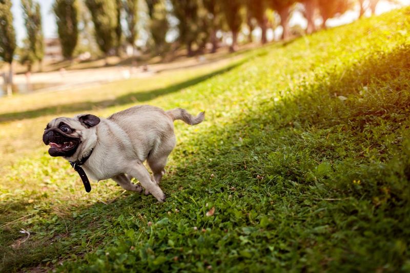 Pug dog running