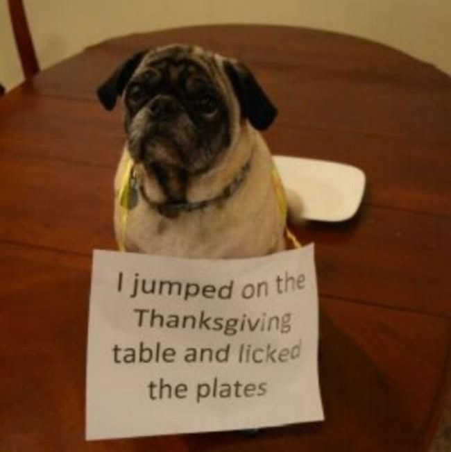 Pug getting shamed for licking the dinner plates